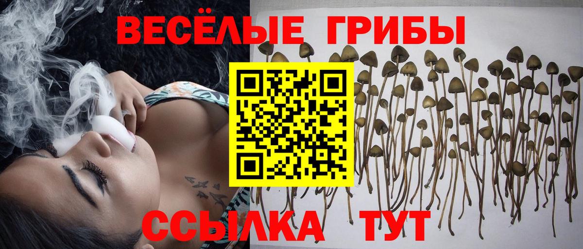 Будённовск  Псилоцибиновые грибы мицелий  купить наркотики цена  Вход с VPN  Галлюциногенные грибы Cubensis 